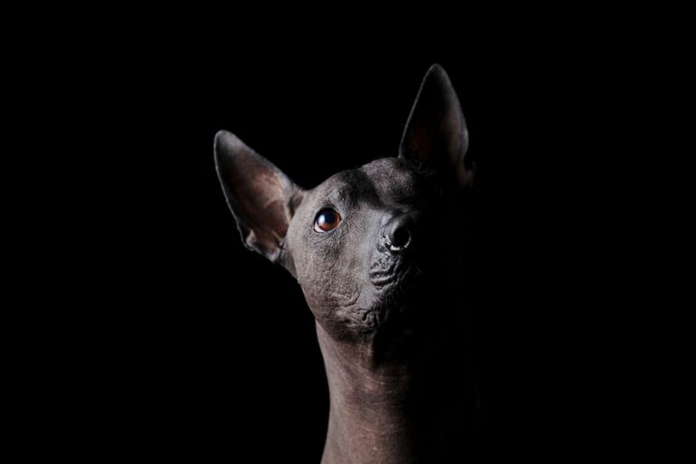 Tratamiento y cuidado esencial para hidratar la piel del Xoloitzcuintle