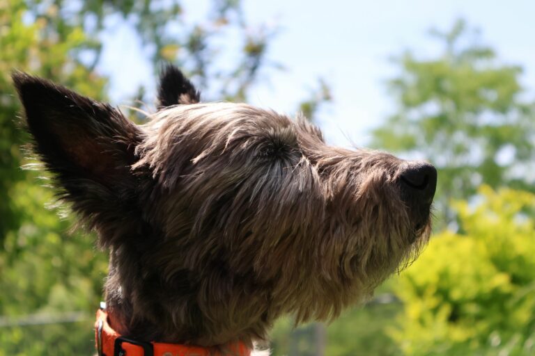 Uso de bálsamos solares en perros: protección para trufas y orejas sensibles