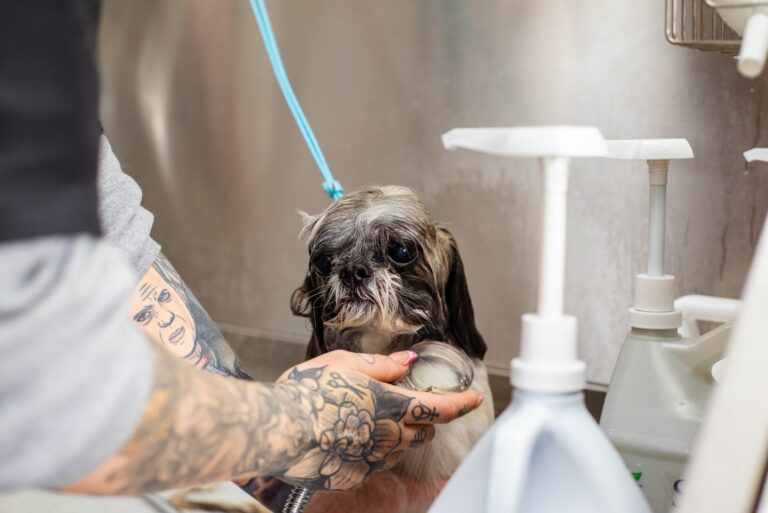 Uso del champú hipoalergénico en perros con dermatitis de contacto: guía de aplicación y cuidados